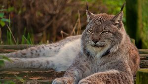Preview wallpaper lynx, big cat, face, lie down, sleep, old