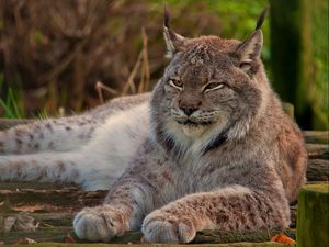 Preview wallpaper lynx, big cat, face, lie down, sleep, old
