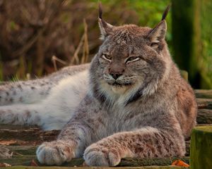 Preview wallpaper lynx, big cat, face, lie down, sleep, old