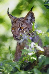 Preview wallpaper lynx, big cat, glance, animal