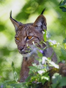 Preview wallpaper lynx, big cat, glance, animal