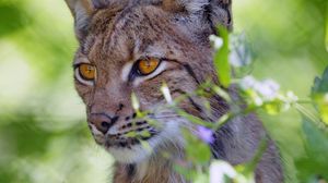 Preview wallpaper lynx, big cat, glance, animal