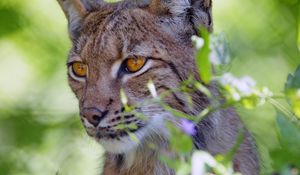 Preview wallpaper lynx, big cat, glance, animal