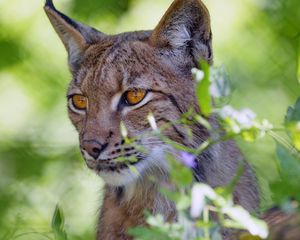 Preview wallpaper lynx, big cat, glance, animal