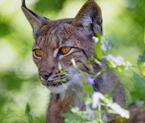 Preview wallpaper lynx, big cat, glance, animal