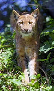 Preview wallpaper lynx, big cat, glance, animal, grass