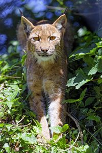 Preview wallpaper lynx, big cat, glance, animal, grass