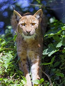 Preview wallpaper lynx, big cat, glance, animal, grass