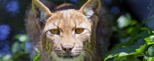 Preview wallpaper lynx, big cat, glance, animal, grass