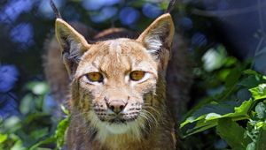 Preview wallpaper lynx, big cat, glance, animal, grass