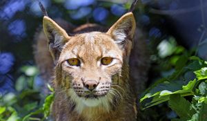 Preview wallpaper lynx, big cat, glance, animal, grass