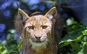 Preview wallpaper lynx, big cat, glance, animal, grass