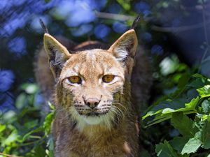 Preview wallpaper lynx, big cat, glance, animal, grass