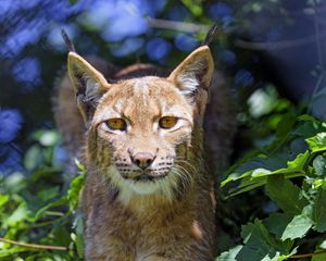 Preview wallpaper lynx, big cat, glance, animal, grass