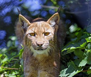 Preview wallpaper lynx, big cat, glance, animal, grass