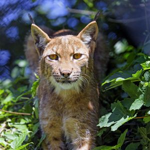 Preview wallpaper lynx, big cat, glance, animal, grass