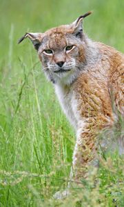 Preview wallpaper lynx, big cat, glance, animal, plants