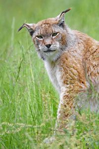 Preview wallpaper lynx, big cat, glance, animal, plants