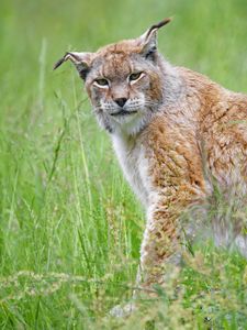 Preview wallpaper lynx, big cat, glance, animal, plants