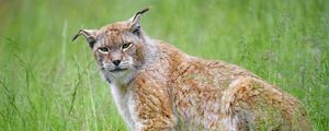 Preview wallpaper lynx, big cat, glance, animal, plants