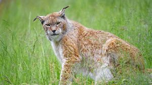Preview wallpaper lynx, big cat, glance, animal, plants