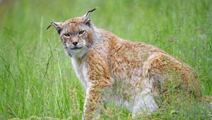 Preview wallpaper lynx, big cat, glance, animal, plants