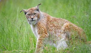 Preview wallpaper lynx, big cat, glance, animal, plants