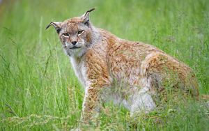 Preview wallpaper lynx, big cat, glance, animal, plants