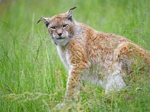 Preview wallpaper lynx, big cat, glance, animal, plants