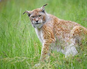 Preview wallpaper lynx, big cat, glance, animal, plants