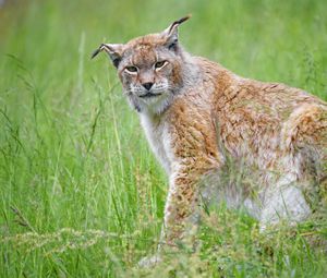 Preview wallpaper lynx, big cat, glance, animal, plants