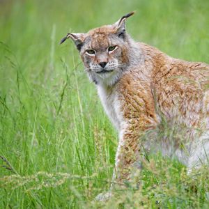 Preview wallpaper lynx, big cat, glance, animal, plants