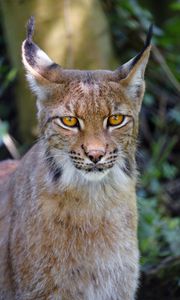 Preview wallpaper lynx, big cat, glance, animal, muzzle