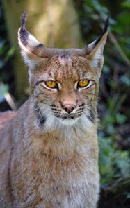 Preview wallpaper lynx, big cat, glance, animal, muzzle