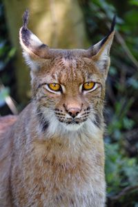 Preview wallpaper lynx, big cat, glance, animal, muzzle