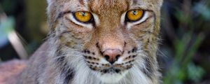 Preview wallpaper lynx, big cat, glance, animal, muzzle