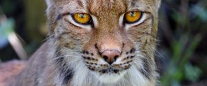 Preview wallpaper lynx, big cat, glance, animal, muzzle