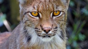 Preview wallpaper lynx, big cat, glance, animal, muzzle