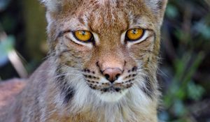 Preview wallpaper lynx, big cat, glance, animal, muzzle