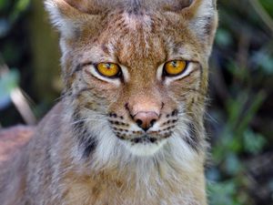 Preview wallpaper lynx, big cat, glance, animal, muzzle