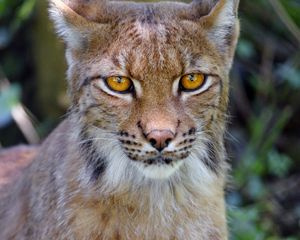 Preview wallpaper lynx, big cat, glance, animal, muzzle