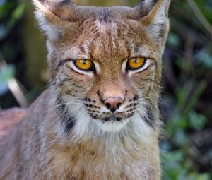 Preview wallpaper lynx, big cat, glance, animal, muzzle