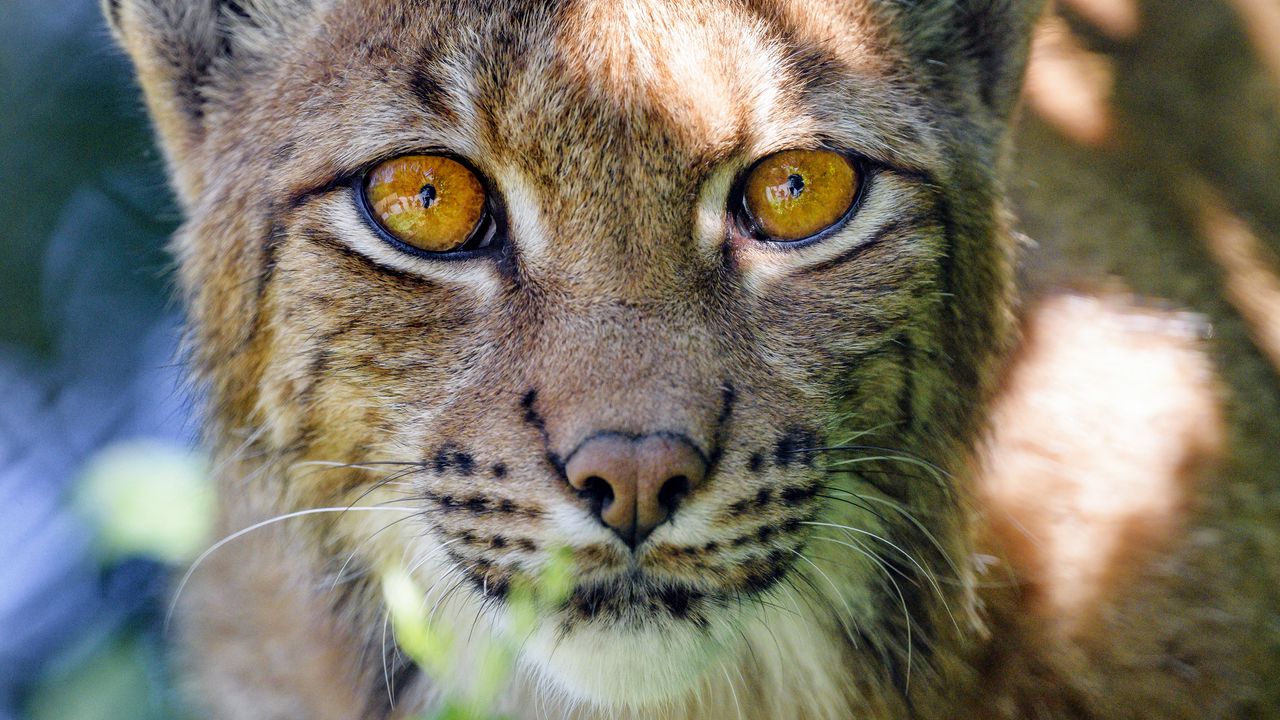 Wallpaper lynx, big cat, glance, animal, muzzle, plant