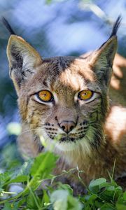 Preview wallpaper lynx, big cat, glance, animal, muzzle, plant