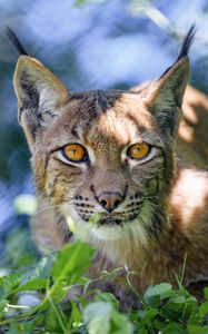 Preview wallpaper lynx, big cat, glance, animal, muzzle, plant