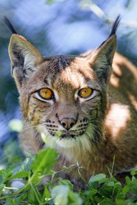 Preview wallpaper lynx, big cat, glance, animal, muzzle, plant