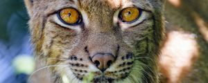 Preview wallpaper lynx, big cat, glance, animal, muzzle, plant