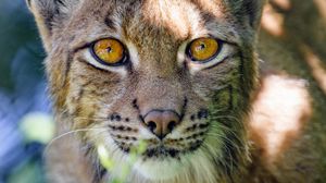 Preview wallpaper lynx, big cat, glance, animal, muzzle, plant