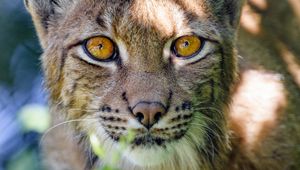 Preview wallpaper lynx, big cat, glance, animal, muzzle, plant