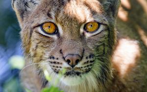 Preview wallpaper lynx, big cat, glance, animal, muzzle, plant